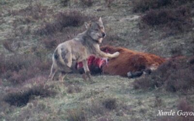 Numerosos ataques de lobos hacen que las reses embistan contra los ganaderos