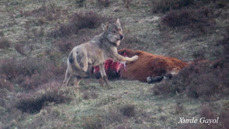 Numerosos ataques de lobos hacen que las reses embistan contra los ganaderos